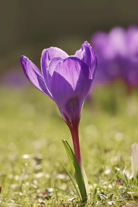Framed Print : Flowering Crocus Print in Spring, Germany Framed Print : Flowering Crocus Print in Spring, Germany