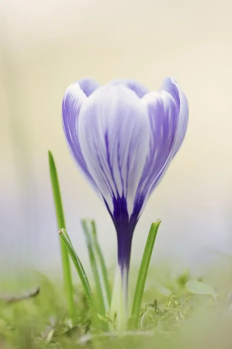 Framed Print : Flowering Crocus Print, North Rhine-Westphalia, Germany Framed Print : Flowering Crocus Print, North Rhine-Westphalia, Germany