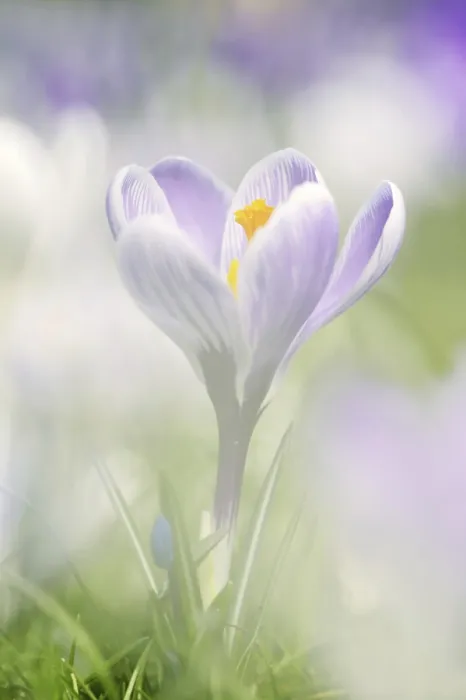 Framed Print : Flowering Crocus Print in Spring, Germany