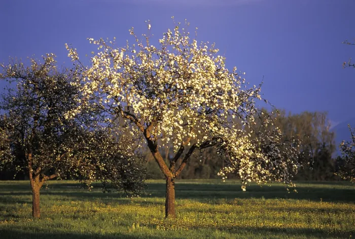 Framed Print : Flowering Fruit Tree Print Framed Print : Flowering Fruit Tree Print