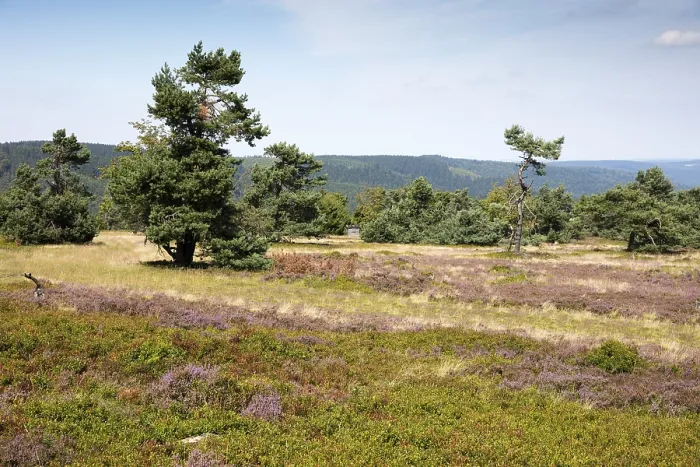 Framed Print : Ettelsberg Heathland in Bloom Print, Germany Framed Print : Ettelsberg Heathland in Bloom Print, Germany