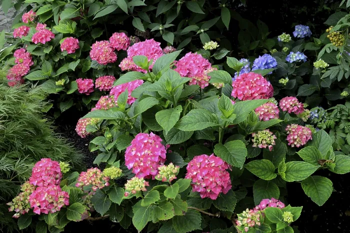 Framed Print : Pink Hydrangea Macrophylla Print Framed Print : Pink Hydrangea Macrophylla Print