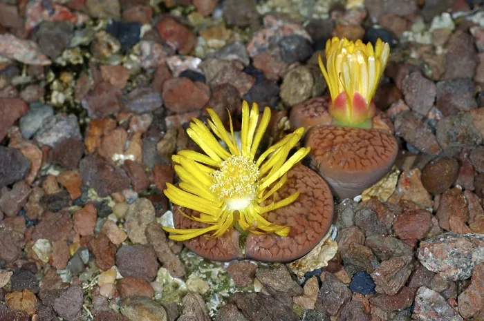 Framed Print : Flowering Lithops hookeri Print