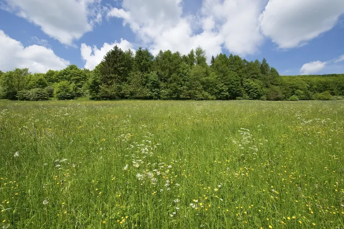 Framed Print : Flowering Meadow Print, Thuringia, Germany Framed Print : Flowering Meadow Print, Thuringia, Germany