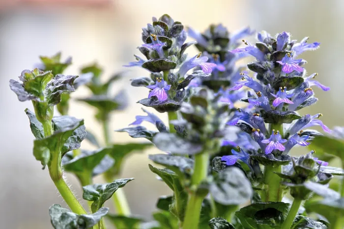 Framed Print : Flowering Pyramidal Bugle Print (Ajuga Pyramidalis) Framed Print : Flowering Pyramidal Bugle Print (Ajuga Pyramidalis)