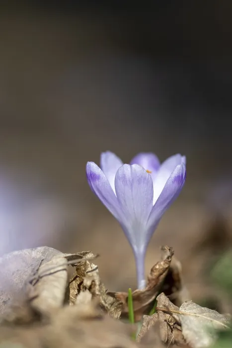 Framed Print : Spring Crocus Print (Crocus vernus), Styria, Austria Framed Print : Spring Crocus Print (Crocus vernus), Styria, Austria