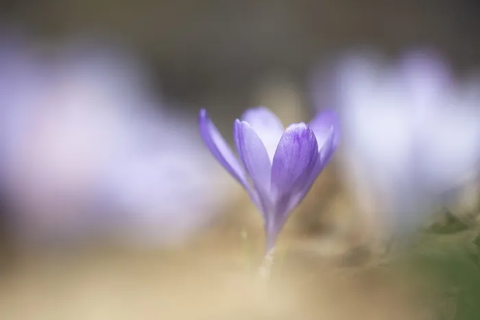 Framed Print : Flowering Spring Crocus Print, Styria, Austria Framed Print : Flowering Spring Crocus Print, Styria, Austria