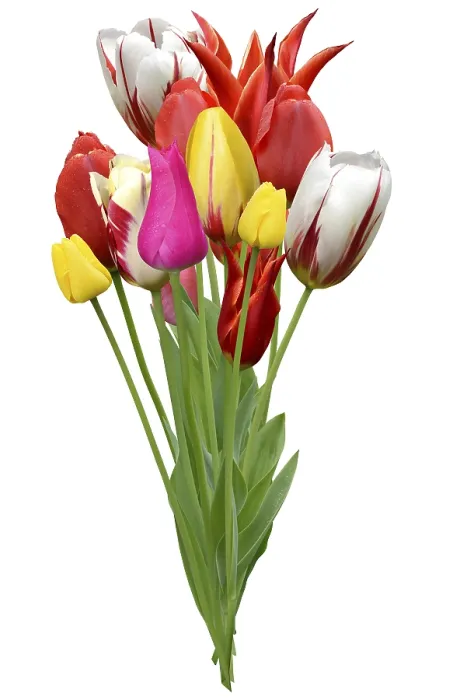 Framed Print : Flowers 1019 Print Framed Print : Flowers 1019 Print