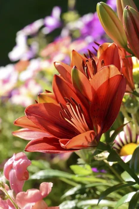 Framed Print : Flowers 396 Print by imageBROKER Framed Print : Flowers 396 Print by imageBROKER