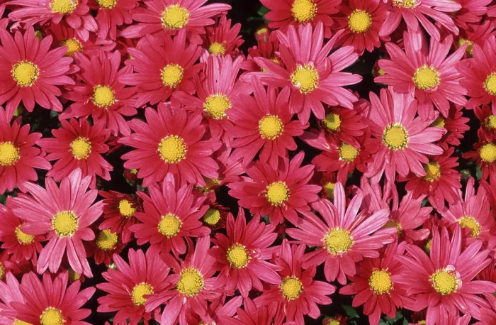 Framed Print : Print of Flowers by ImageBROKER Framed Print : Print of Flowers by ImageBROKER