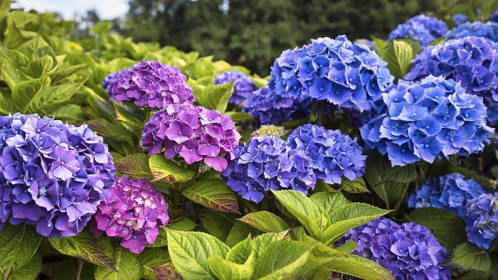 Framed Print : Bigleaf Hydrangea Print, Cornwall, England Framed Print : Bigleaf Hydrangea Print, Cornwall, England