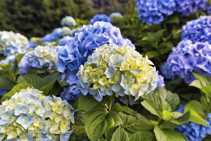 Framed Print : Bigleaf Hydrangea Print, Cornwall, England Framed Print : Bigleaf Hydrangea Print, Cornwall, England