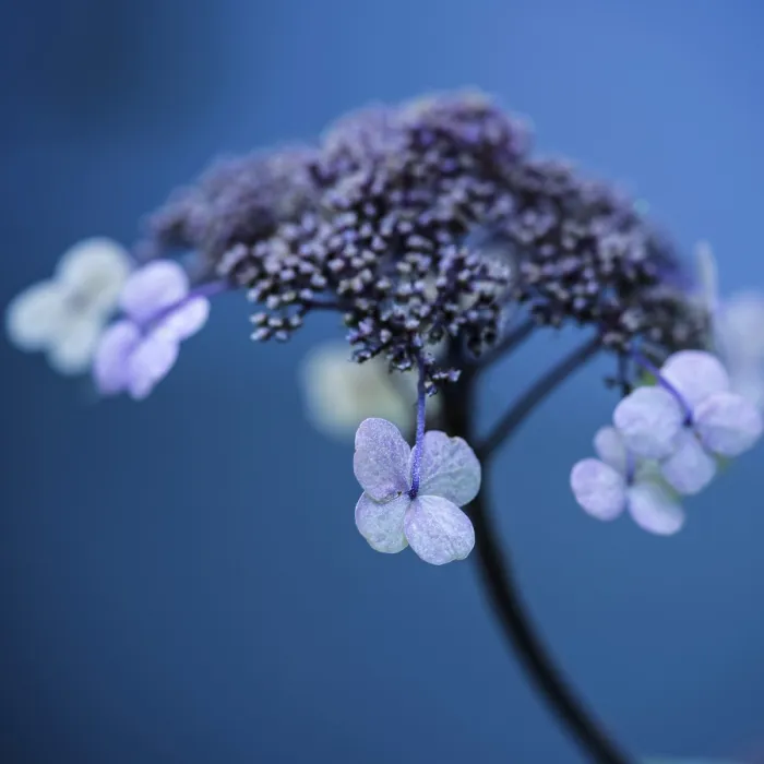 Framed Print : Pink Hydrangea Close-Up Print