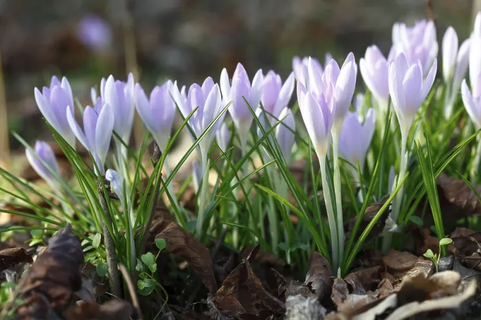 Framed Print : Flowers of the Spring Crocus (Crocus vernus) Print, Germany Framed Print : Flowers of the Spring Crocus (Crocus vernus) Print, Germany