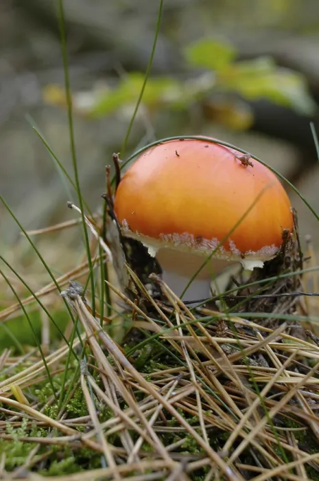 Framed Print : Fly Agaric Mushroom Print Framed Print : Fly Agaric Mushroom Print