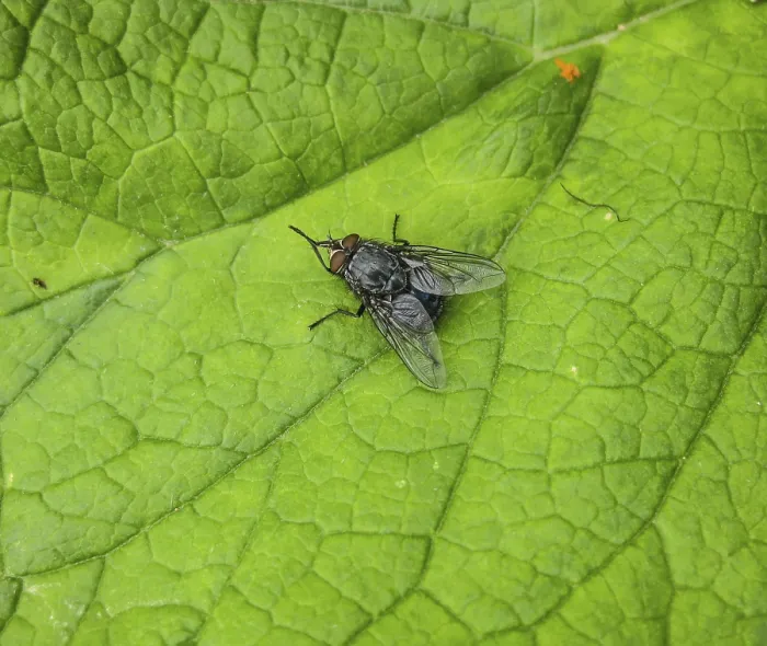 Framed Print : Spring Fly on a Garden Leaf Print Framed Print : Spring Fly on a Garden Leaf Print
