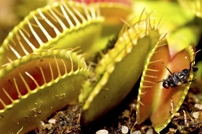 Framed Print : Venus Flytrap in Action Print Framed Print : Venus Flytrap in Action Print