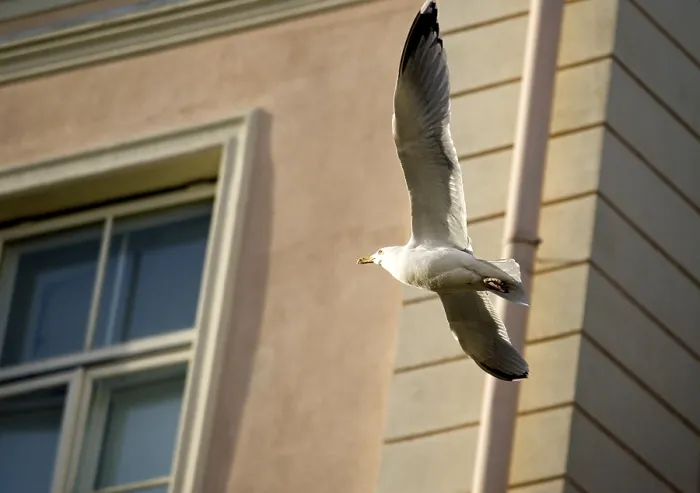 Framed Print : Flying Seagull Print Framed Print : Flying Seagull Print