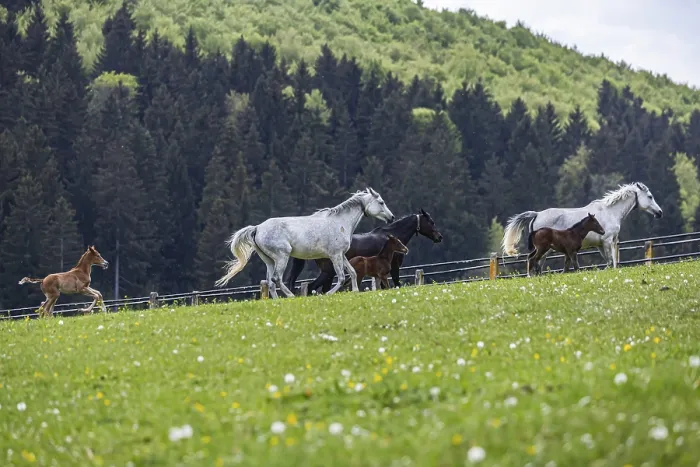 Framed Print : Foal pasture at Marbach main and state stud, Print Framed Print : Foal pasture at Marbach main and state stud, Print