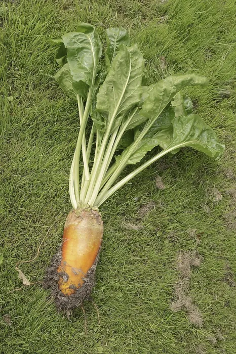 Framed Print : Fodder Beet Print, North Rhine-Westphalia, Germany Framed Print : Fodder Beet Print, North Rhine-Westphalia, Germany