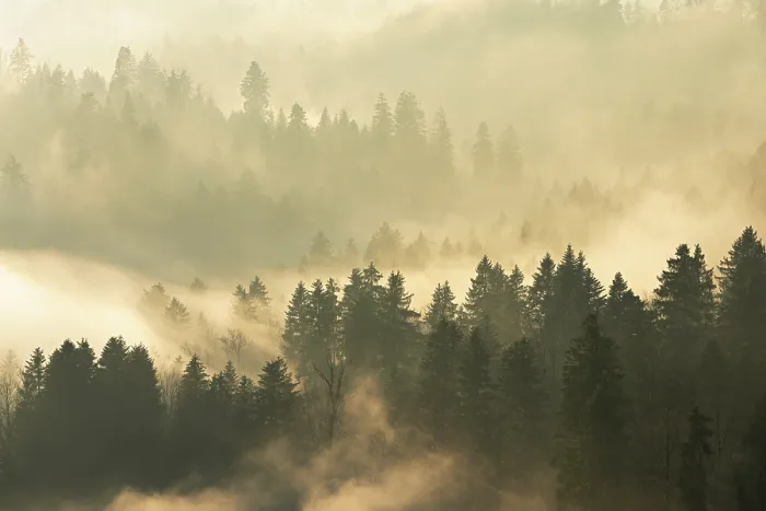 Framed Print : Fog and forest print, Baar, Switzerland Framed Print : Fog and forest print, Baar, Switzerland
