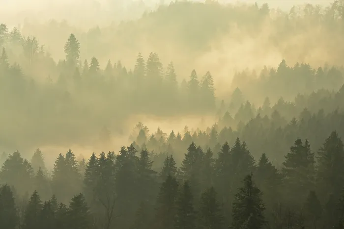 Framed Print : Fog and forest print, Baar, Switzerland Framed Print : Fog and forest print, Baar, Switzerland