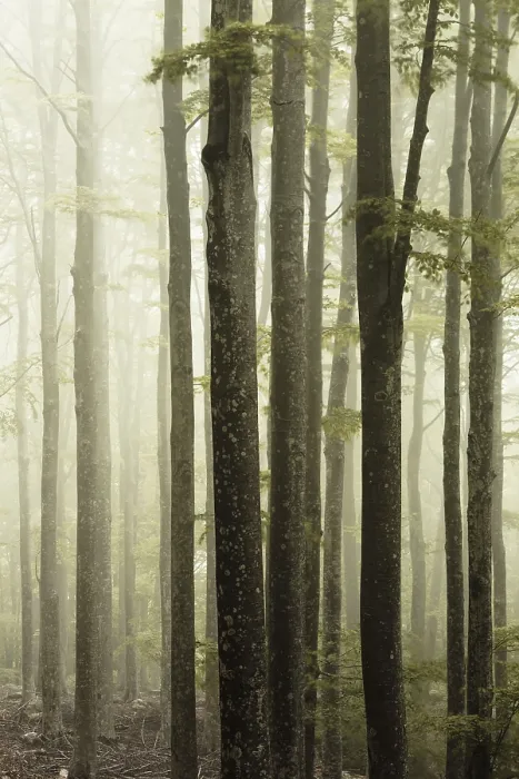 Framed Print : Fog in the forest print, warm light ambiance Framed Print : Fog in the forest print, warm light ambiance