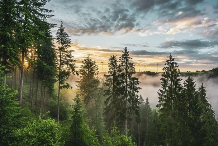 Framed Print : Fog at Sunset over Binger Forest Print Framed Print : Fog at Sunset over Binger Forest Print