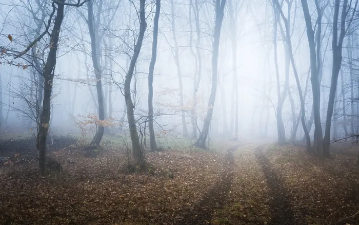 Framed Print : Foggy Winter Forest Path Print Framed Print : Foggy Winter Forest Path Print
