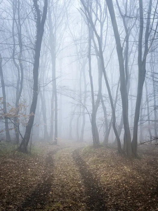 Framed Print : Foggy Winter Forest Print Framed Print : Foggy Winter Forest Print