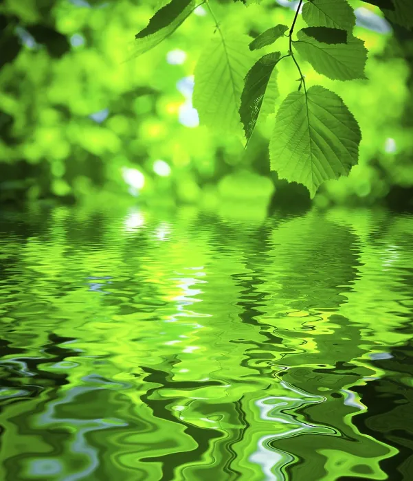 Framed Print : Foliage with Water Surface Print Framed Print : Foliage with Water Surface Print
