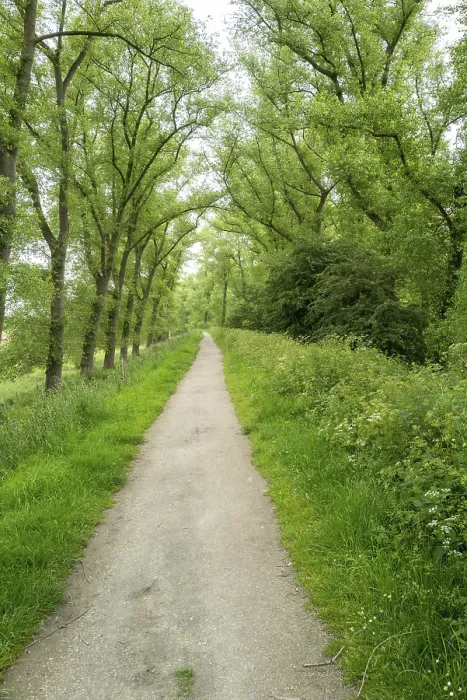 Framed Print : Print of a Footpath through an Avenue of Trees