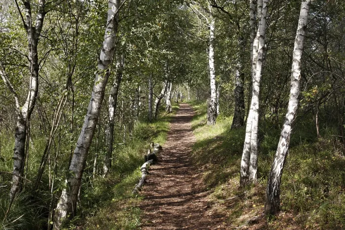 Framed Print : Footpath through a birch forest Print, Germany Framed Print : Footpath through a birch forest Print, Germany
