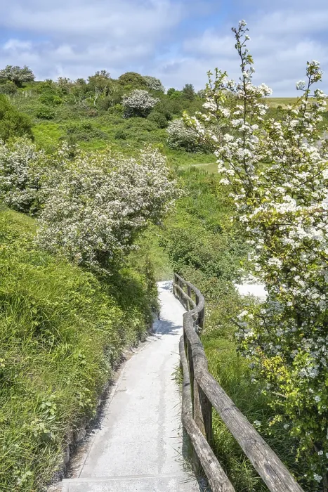 Framed Print : Footpath along the Chalk Cliffs of Dover Print Framed Print : Footpath along the Chalk Cliffs of Dover Print