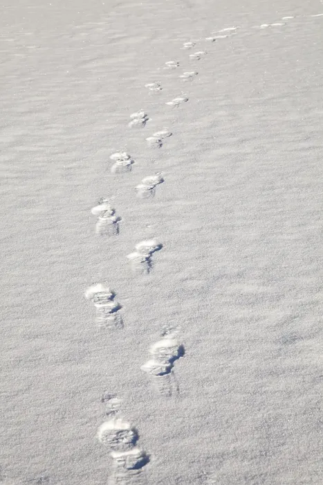 Framed Print : Footprints in the Snow Print Framed Print : Footprints in the Snow Print