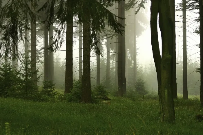 Framed Print : Forest Print by imageBROKER Framed Print : Forest Print by imageBROKER