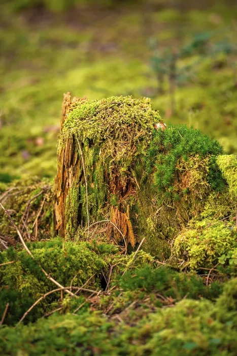 Framed Print : Black Forest Floor Print, Germany Framed Print : Black Forest Floor Print, Germany