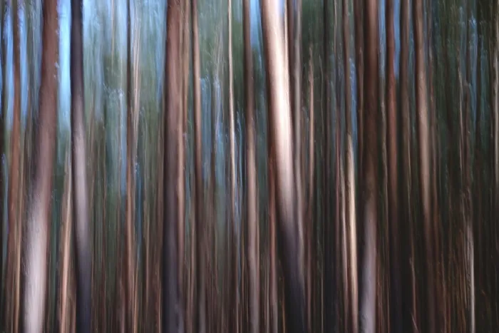 Framed Print : Long Exposure Forest Print, Germany Framed Print : Long Exposure Forest Print, Germany