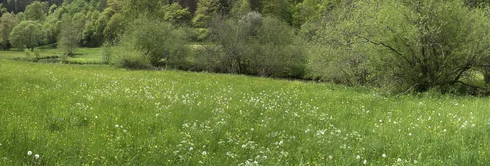 Framed Print : Doos Forest and Meadows in Spring Print, Upper Franconia, Bavaria Framed Print : Doos Forest and Meadows in Spring Print, Upper Franconia, Bavaria