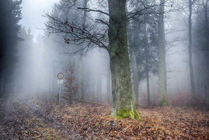 Framed Print : Misty Forest Landscape Print Framed Print : Misty Forest Landscape Print