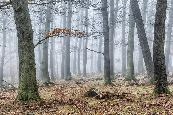 Framed Print : Misty Forest Print