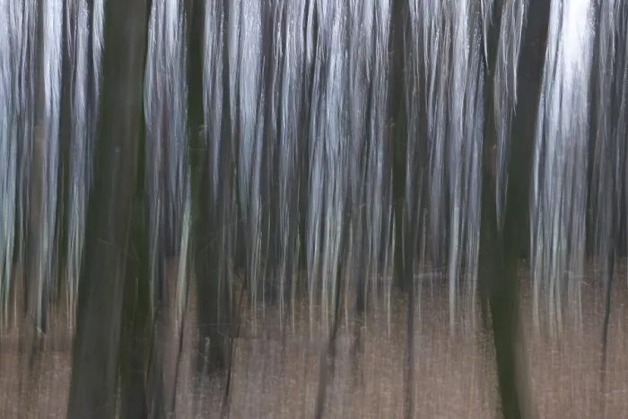 Framed Print : Abstracted Forest in November Print, Germany Framed Print : Abstracted Forest in November Print, Germany