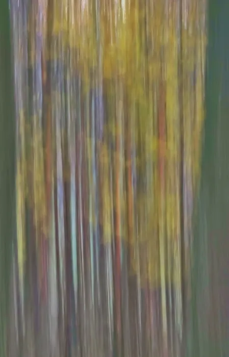 Framed Print : Abstracted Forest in November, Germany Print Framed Print : Abstracted Forest in November, Germany Print