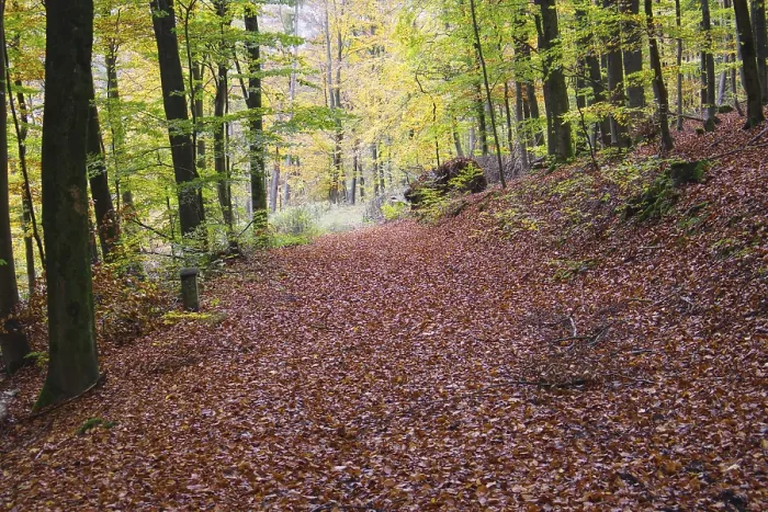 Framed Print : Freudenberg Forest Path Print, North Rhine-Westphalia