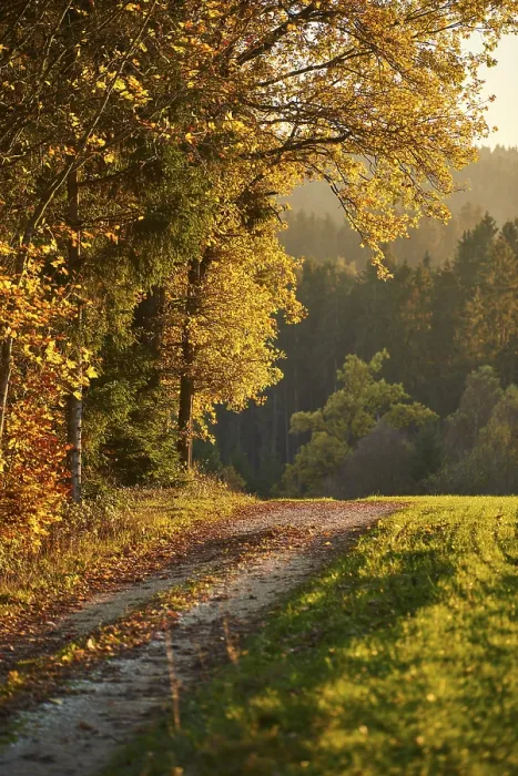 Framed Print : Forest Path Print: Autumn in Upper Palatinate, Bavaria Framed Print : Forest Path Print: Autumn in Upper Palatinate, Bavaria
