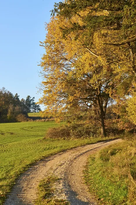 Framed Print : Autumn Forest Path Print, Upper Palatinate, Bavaria Framed Print : Autumn Forest Path Print, Upper Palatinate, Bavaria
