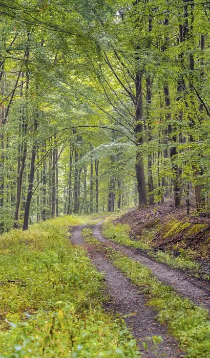 Framed Print : Thuringia Forest Path Print, Germany Framed Print : Thuringia Forest Path Print, Germany