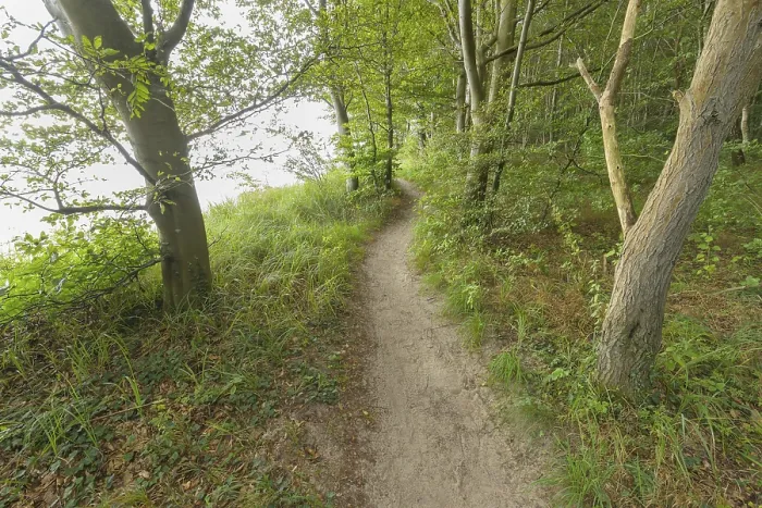 Framed Print : Forest Path in Langenberg, Bansin, Usedom, Germany Print