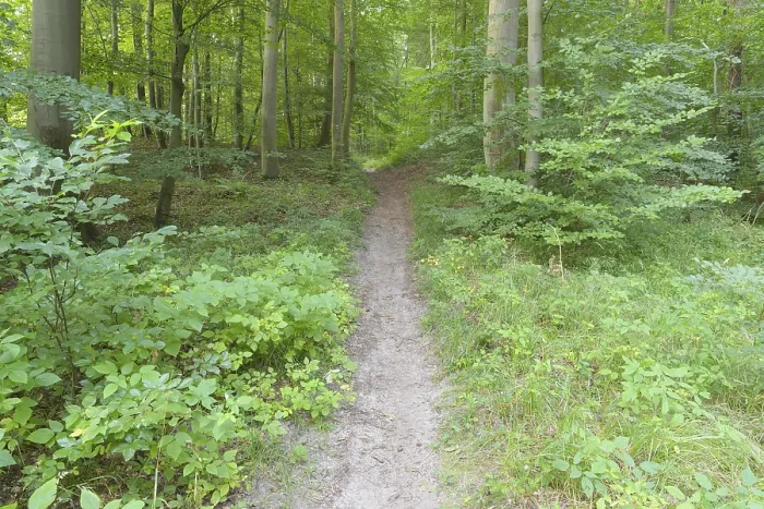Framed Print : Forest Path Print, Langenberg, Bansin, Usedom Framed Print : Forest Path Print, Langenberg, Bansin, Usedom