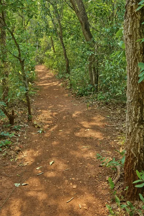 Framed Print : A Forest Path Print: Pantanal, Brazil Framed Print : A Forest Path Print: Pantanal, Brazil